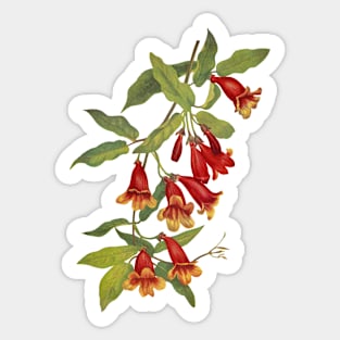 Crossvine - Bignonia capreolata - botanical illustration Sticker